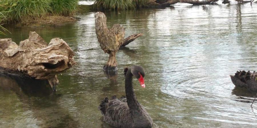 new zealand swans