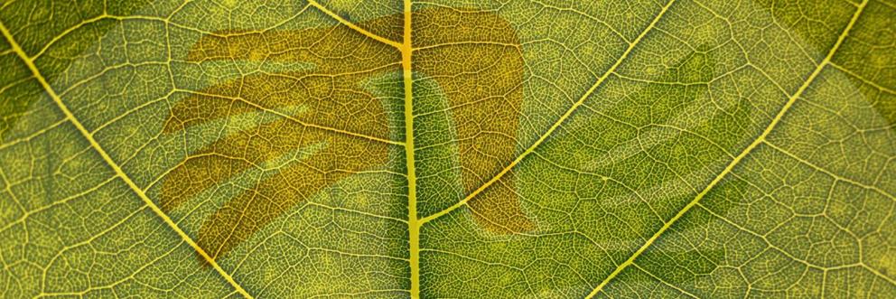 Servas logo and leaf montage